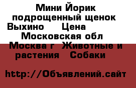 Мини Йорик подрощенный щенок. Выхино.  › Цена ­ 11 900 - Московская обл., Москва г. Животные и растения » Собаки   